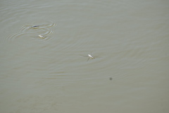 Aquarius adelaidis