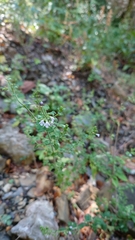 Clinopodium nepeta