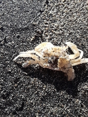 Liocarcinus vernalis