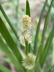 Sparganium emersum