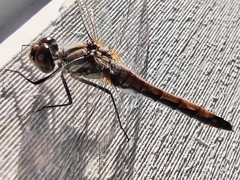 Sympetrum danae