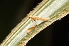 Caloptilia selenitis