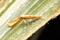 Caloptilia selenitis