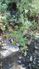 Pentanema squarrosum