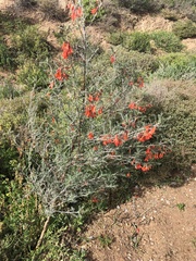 Lessertia frutescens