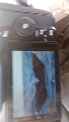 Physeter macrocephalus