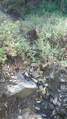 Pentanema squarrosum