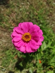 Zinnia elegans