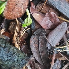 Odontomachus simillimus