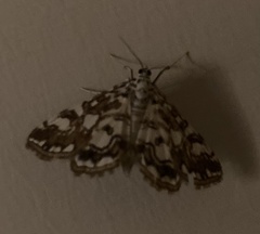 Elophila nymphaeata