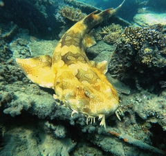 Orectolobus maculatus