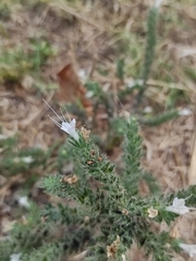Echium italicum