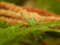 Leptophyes punctatissima