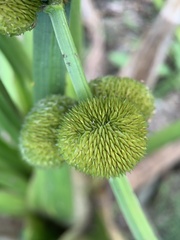 Sagittaria sagittifolia