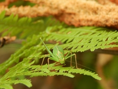 Leptophyes punctatissima