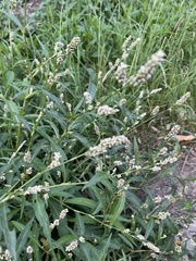 Persicaria maculosa