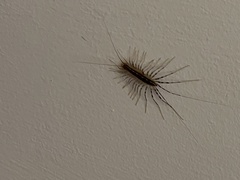 Scutigera coleoptrata