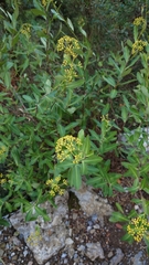Bupleurum fruticosum