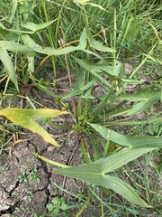 Sagittaria sagittifolia