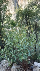 Bupleurum fruticosum