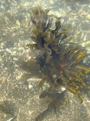 Fucus