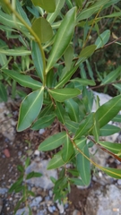 Bupleurum fruticosum