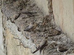 Ptyonoprogne rupestris