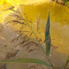 Phragmites australis