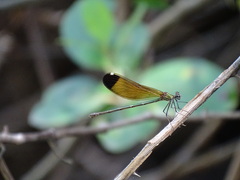 Calopteryx haemorrhoidalis