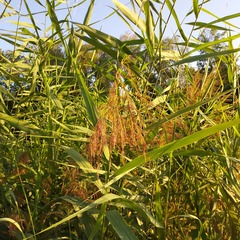 Phragmites australis