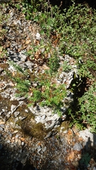Plantae