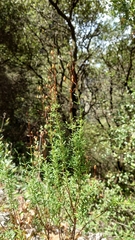Plantae