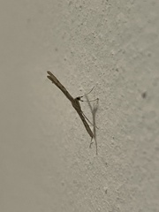 Emmelina monodactyla