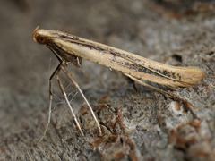 Caloptilia populetorum