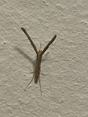 Emmelina monodactyla