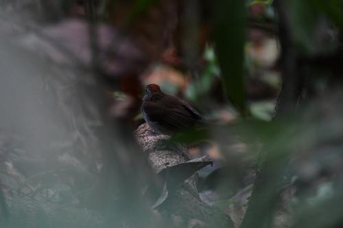 White-tailed Alethe (Alethe diademata), photo 3