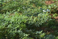 Prosopis juliflora