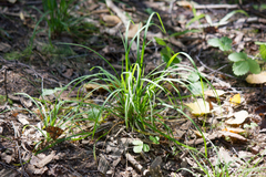 Melica nutans