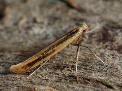 Caloptilia populetorum