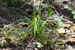 Melica nutans