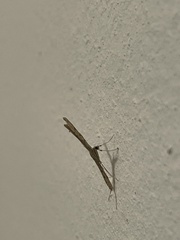 Emmelina monodactyla