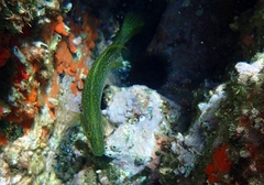 Labrus viridis