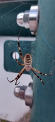 Argiope bruennichi