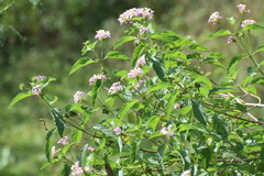 Lantana camara