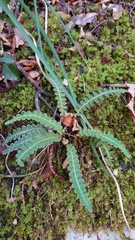Asplenium ceterach
