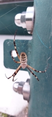 Argiope bruennichi