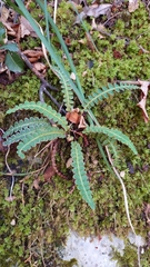 Asplenium ceterach