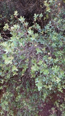 Quercus coccifera