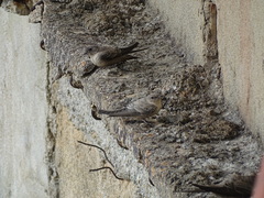 Ptyonoprogne rupestris