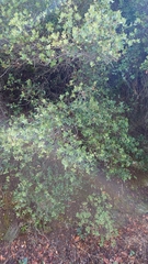 Quercus coccifera